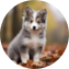 Mini Pomskydoodle Puppy For Sale - Premier Pups